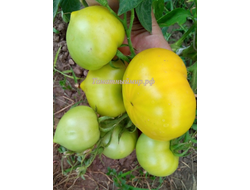 Томат Буденовка зеленая (Украина)