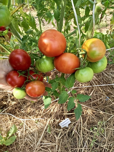 Томат Совершенство Ливингстона (Livingston's Perfection)