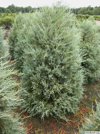 Можжевельник Пэтфиндер - Pathfinder