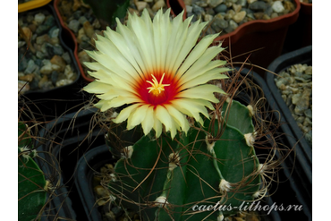 Astrophytum senile