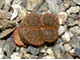 Lithops bromfieldii v.insularis (2) - 10 семян