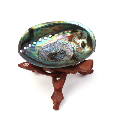 Ракушка 12-14 см.