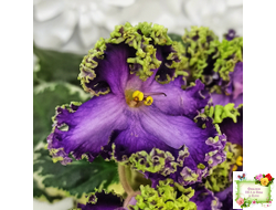 ЛЕ-Галатея Люкс (Е. Лебецкая) 2019 г.