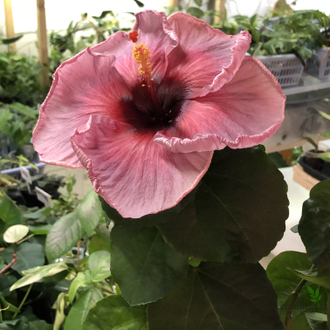 Гибискус Grape cola