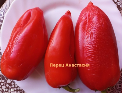 Перец сладкий Анастасия