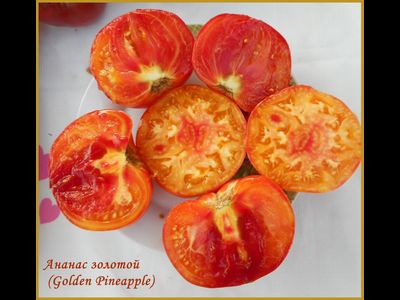 Томат Золотой ананас (Golden Pineapple)
