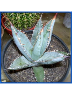 Agave purpusorum