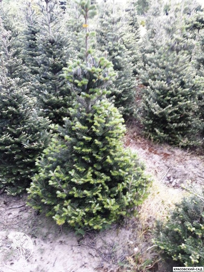 Пихта корейская - Abies koreana