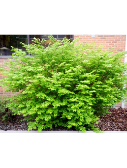 Бересклет крылатый