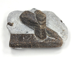 Ставролит, сросток кристаллов "косой крест" на сланце, Россия, Кольский п-ов (43*35*20 мм, 43 г) №26080