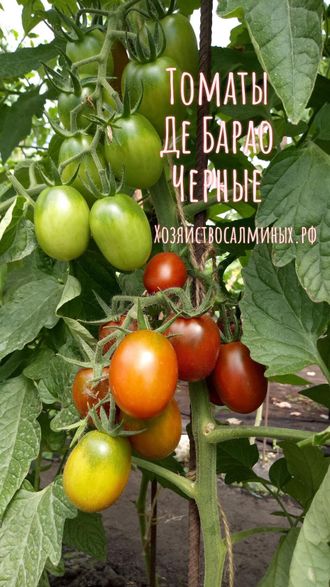 семена томаты "Де Барао чёрный" 10 шт.