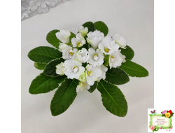 ЛЕ-Стрекоза (Е. Лебецкая) 2020 г. (пестролистный лонг)