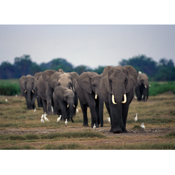 D0387 Слоны