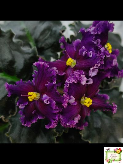 НК-Декамерон (Н.Козак) 2019 г.