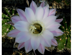 Echinopsis hybrid `Анастасия` - 10 семян