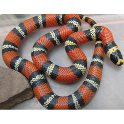 Гондурасская молочная змея (Lampropeltis triangulum hondurensis)