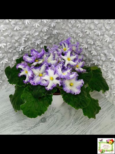 РМ-Франческа (Н. Скорнякова) 2019 г.