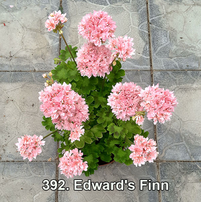 Пеларгония Edwards Finn