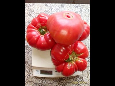 Томат Бабушка Бейкера (Grandma Baker's)