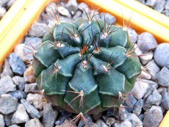 Gymnocalycium anisitsii ssp.volkeri VoS-39 (D=30мм)