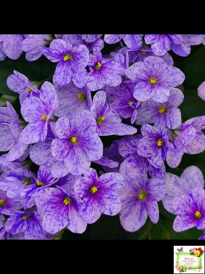 ГЕА-Весёлый Клоун (Е. Галицкая) 2024 г. трейлер