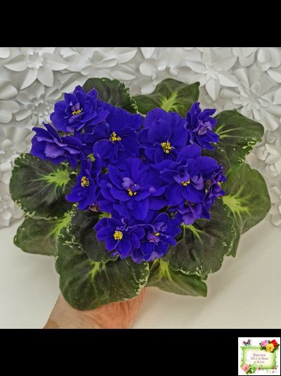 Р-Голубика (В. Зуб) 2023 г.