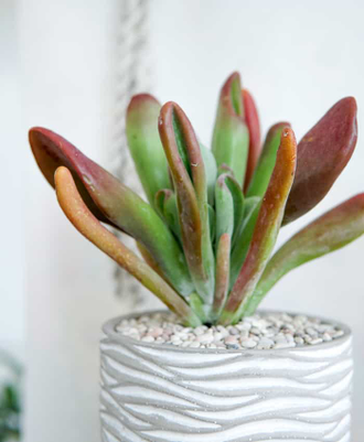 Kalanchoe Lady Finger - каланхоэ Леди Фингер, Каланхоэ Oricula Lady Finger, Большой Ух