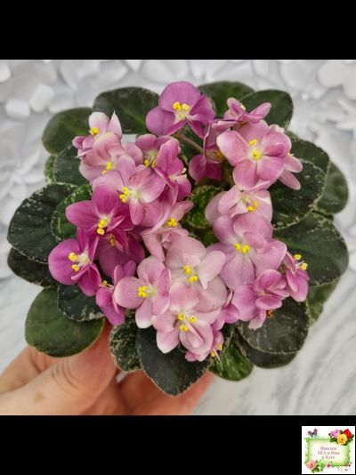 ML-Мама Ирочка (Miniviolets Lux) 2023 г.