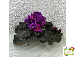 НД-Магнитная Аномалия Люкс (Н. Данилова-Суворова)