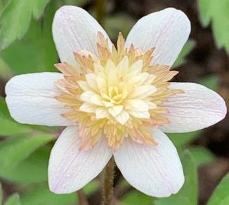 Anemone nemorosa Lehna