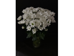 Хризантема ромашка белая 9 шт