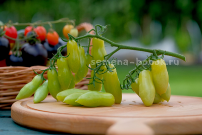 Томат Dancing green fingers (Танцующие Зеленые Пальцы), 10 шт