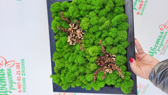 Картины из стабилизированного мха