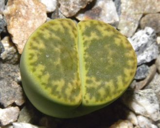 Lithops bromfieldii v.insularis ’Sulphurea’ C362  - 10 семян