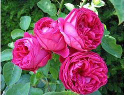 Отелло(Othello )