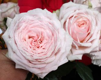 Тсумуги (Tsumugi) роза, ЗКС