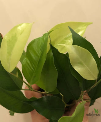 Ficus Yellow Gold / фикус бенджамина голден моник -Азия