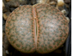 Lithops fulviceps C221 (MG) - 10 семян