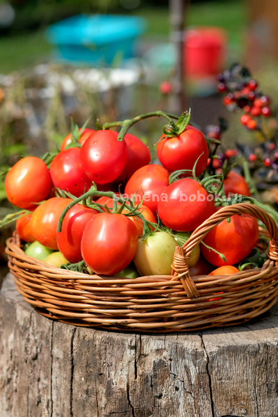 Томат Царица Полей, 10 шт