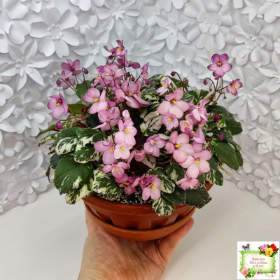 Mac's 1306-2 (G.McDonald) трейлер