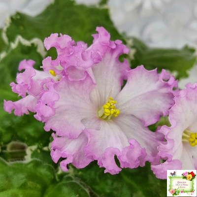 Nik-Обыкновенная Богиня (Н. Булко) 2023 г. (сортовая омоложенная розетка)