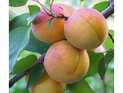 Абрикос Викинг