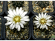 Gymnocalycium ragonesii (D=12-15мм)