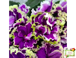 ЕК-Малахитовая Орхидея (Е. Коршунова) 2012 г.