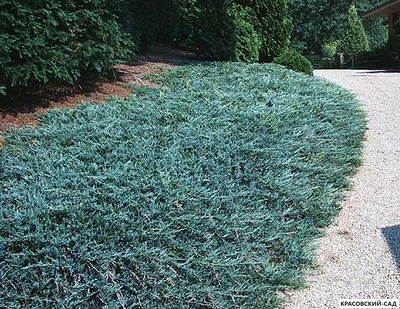 Можжевельник горизонтальный Блю Чип (Blue Chip) -Фотография - Красовский-Сад.рф