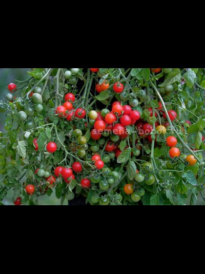 Томат ампельный Tomato Small Stream (Маленький ручей), 10 шт