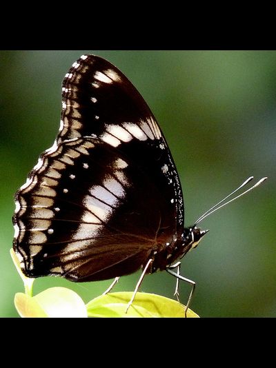 Салют 5 бабочек одного вида