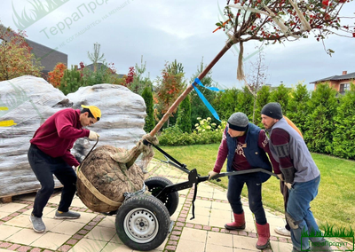 Тачка комовоз "ТАНК" V800 универсал для перевозки растений в горшках и комах до 800кг