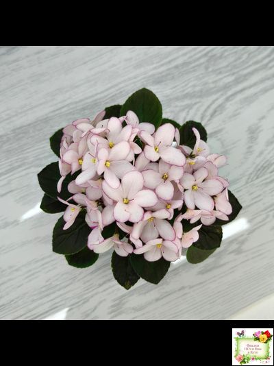 Н-Дюймовочка (Н. Бердникова)