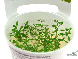 Прозерпинака водная